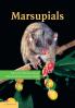Marsupials