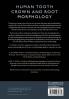 Human Tooth Crown and Root Morphology