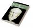 The New Cambridge Companion to Plotinus