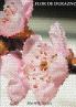 Flor de Durazno