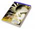 Vibration of Mechanical Systems (SOUTH ASIA EDITION)