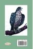 Falcon of The Quraysh