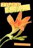 Tiger Lilies