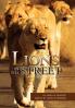 Lions in the Street