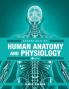 Essentials of Human Anatomy and Physiology