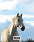 Kids Large Horse Journal