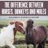 The Difference Between Horses Donkeys and Mules | Children's Science & Nature