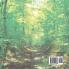 The Heart-Shattering Facts about the Trail of Tears - US History Non Fiction 4th Grade | Children's American History