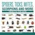 Spiders Ticks Mites Scorpions and More Insects for Kids - Arachnid Edition Children's Bug & Spider Books