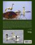 Swans