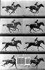 Murder in Motion: The Strange Life of Photographer (and Murderer) Eadweard Muybridge