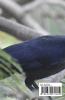 My Crow's Metre