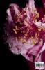 Essential cell biology-7 : chapter -7