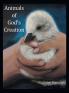 Animals of God's Creation