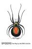 Spiders