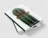 Wild Cactus