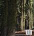 The Tree Guardian: A Tale of the Sequoia Forest: 1 (Road Trip Tales)