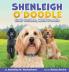 Shenleigh O'Doodle Half Golden Half Poodle