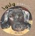 Sasha the Lab Retriever