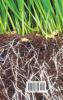 The Soil and Health
