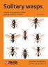 Solitary wasps
