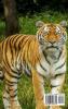 Animal life: Show how animals live in different ecosystems