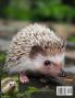 Hedgehog Coloring Book for Kids: Children Activity Book for Boys and Girls Ages 3-8 with Super Cute Hedgehog A Super Cool Gift for Boys and Girls Ages ... Book A Unique Collection Hedgehog Pages