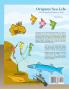 Origami Sea Life