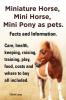 Miniature Horse Mini Horse Mini Pony as pets. Facts and Information. Miniature horses care health keeping raising training play food costs and where to buy all included.