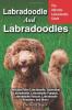 Labradoodle And Labradoodles