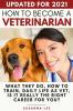 How to Become a Veterinarian: What They Do How To Train Daily Life As Vet Is It Really The Right Career For You?