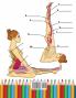 Yoga Anatomy Coloring Book for Intermediates