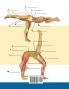 Yoga Anatomy Coloring Book for Experts