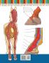 Horse Anatomy Coloring Book