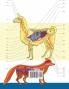 Veterinary & Zoology Coloring Book
