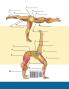 Yoga-Anatomie-Malbuch für Experten: 50+ Unglaublich Detailliertes Arbeitsbuch zum Selbsttest von Fortgeschrittenen Yoga-Posen in Farbe | Das Perfekte ... -Lehrner und -Begeisterte (German Edition)
