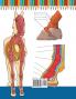 Malbuch zur Pferdeanatomie