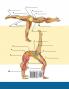 Libro Para Colorear de la Anatomía del Yoga para Expertos: 50+ Ejercicios de Colores con Posturas de Yoga Para Principiantes | El Regalo Perfecto Para ... Maestros y Aficionados (Spanish Edition)