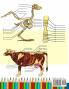 Animal Anatomy Coloring Book