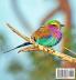 Imagine a Bird