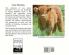 Cow Stories
