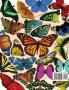 Butterfly Blink