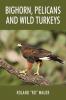 Bighorn Pelicans and Wild Turkeys