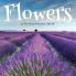Flowers A No Text Picture Book