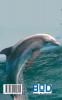 Dolphin (Notebook)