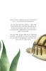 Turtles The Ultimate Turtles Book