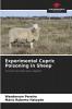 Experimental Cupric Poisoning in Sheep