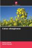 Colza oleaginosa