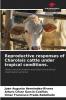 Reproductive responses of Charolais cattle under tropical conditions.