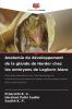 Anatomie du développement de la glande de Harder chez les embryons de Leghorn blanc